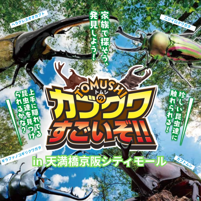 カブクワすごいぞ!!がやってくる！